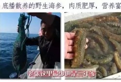 烟台海参爆料事件真相视频,揭秘海参行业潜规则