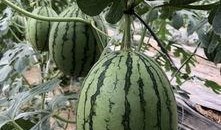 近期吃瓜事件网红有哪些,网红圈风云再起