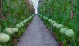 网红吃瓜群靠什么盈利了,揭秘其盈利之道