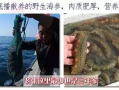 烟台海参爆料事件真相视频,揭秘海参行业潜规则