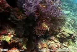 海洋生物爆料视频,海洋生物神秘爆料视频揭秘