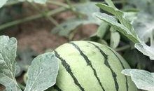 近期吃瓜事件网红有哪些,网红圈风云再起